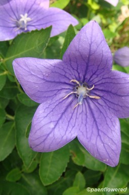 Flower bloom