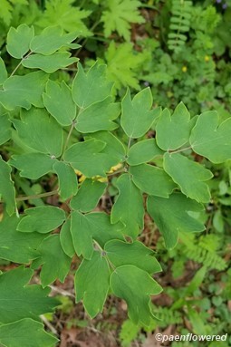Leaves