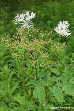 Staminate flowers and seed capsules