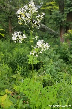 Plant form & habitat