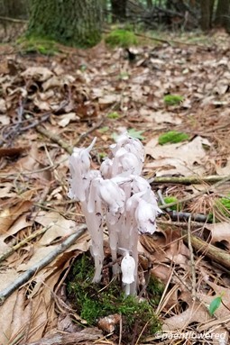 Plant form & habitat