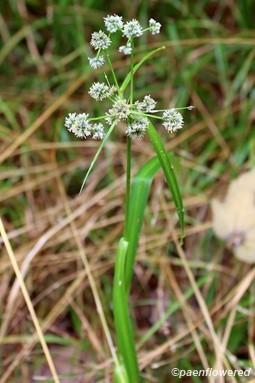 Plant in flower