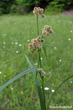 Culm with young spikelets