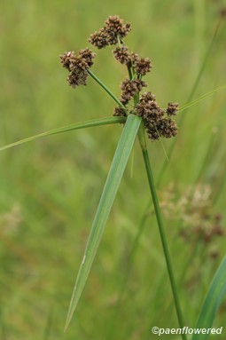 Culms with mature spikelets