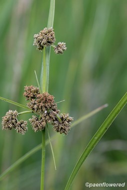 Culm with mature spikelets