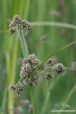 Culm and immature spikelets