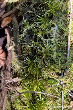 Typical gametophyte form