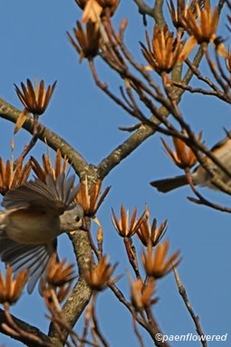 Winter seed capsules