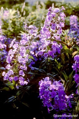 Plants in flower