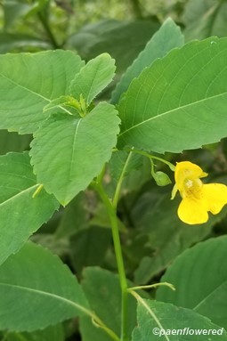 Plant in flower