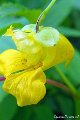 Pale jewelweed