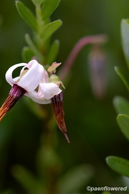 Flowers and leaves