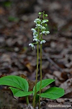 Plant in flower