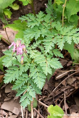 Flowers and leaves