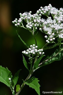 Inflorescence