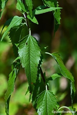 Leaves & petioles
