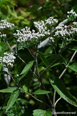 Late Thoroughwort