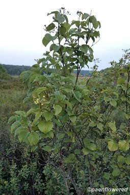Plant form with fruit
