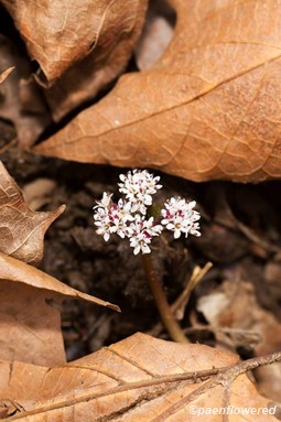 Plant in flower