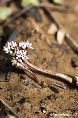Plant in flower