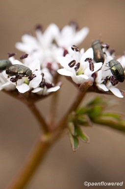 Flowers with beetles