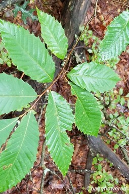 Castanea