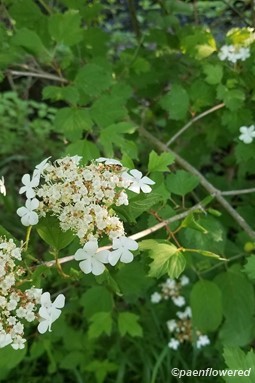 Inflorescences and leaves