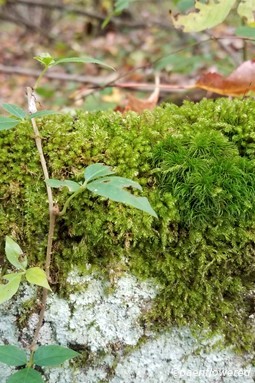 Growing with mosses