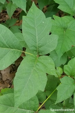 Poison-ivy