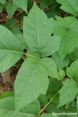 Toxicodendron