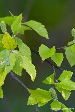 Leaves and catkins