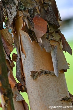 Peeling bark