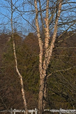 Tree form