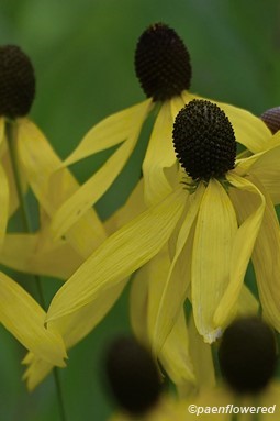 Plants in flower