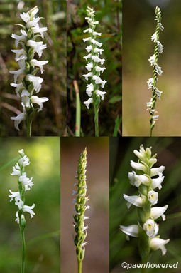 Spiranthes