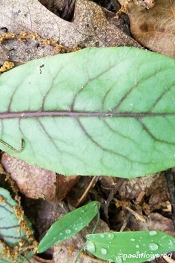 Leaf