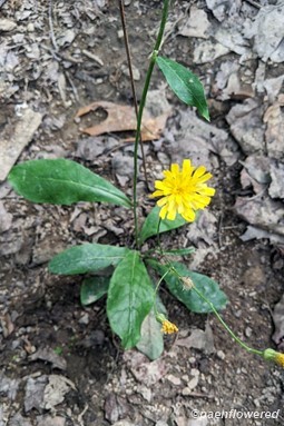 Rattlesnake hawkweed
