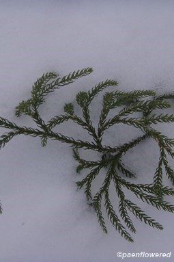 Winter clubmoss