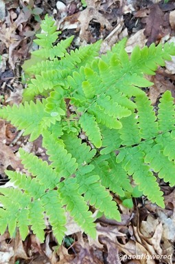 Young fern