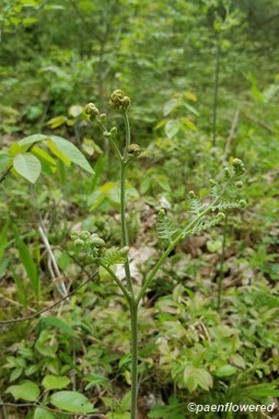 Unfurling fiddleheads