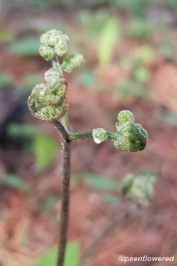 Fiddleheads detail