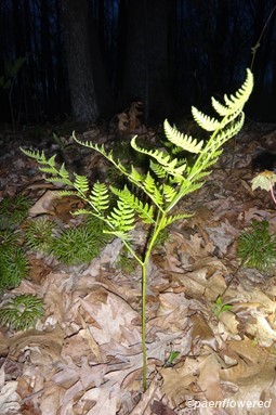 Immature fern