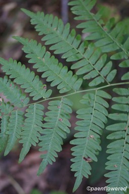 Adult frond