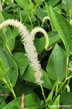 Plant in flower