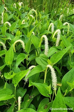 Plants in flower