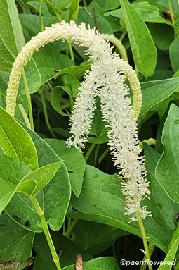 Saururus