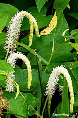 Plants in flower