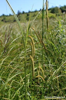 Culm with drooping spikelets