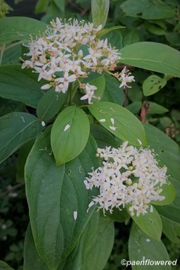 Inflorescences