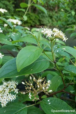 Silky dogwood